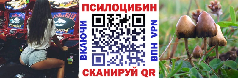 Купить  Ишимбай  Псилоцибиновые грибы Psilocybine cubensis 